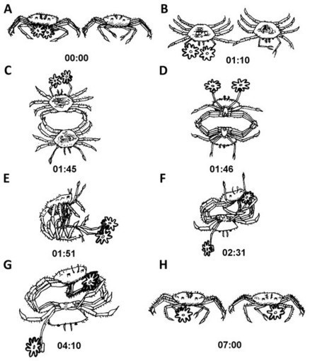 Les crabes boxeurs induisent la reproduction asexuée des anémones de mer qui leur sont associées | EntomoNews | Scoop.it