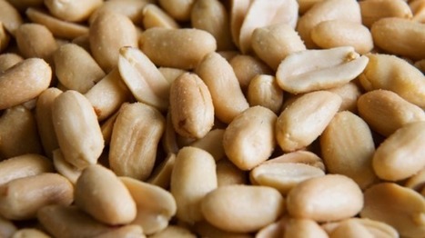 Potential peanut allergy cure | Allergy (and clinical immunology) | Scoop.it