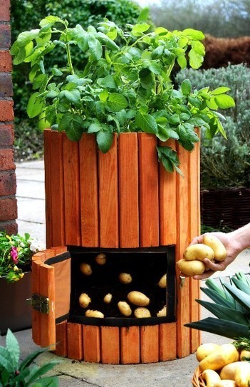 Grow 100 pounds of potatoes in 4 steps | Gardening Life | Scoop.it