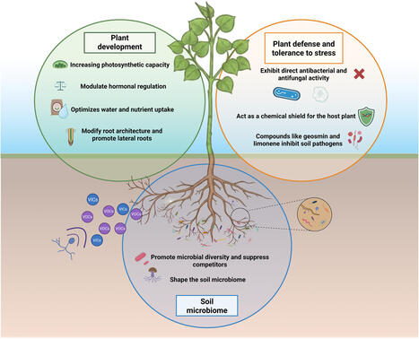 Mycorrhizal fungi volatiles: determining the fate of plants against stress? | Plant-Microbe Symbiosis | Scoop.it
