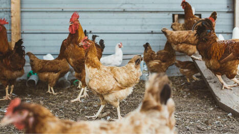 L'industrie du poulet génère l'une des formes de souffrance animale les plus massives de l'histoire | Planète DDurable | Scoop.it