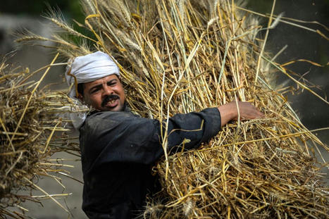 'Millions vulnerable': EGYPT hit hard by rise in global wheat prices | CIHEAM Press Review | Scoop.it