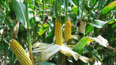 Hongarije vernietigt ma&iuml;svelden van Monsanto's ggo-zaden | Voeding in de wereld: helicopterview | Scoop.it