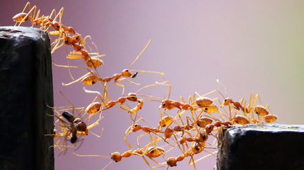 The Simple Algorithm That Ants Use to Build Bridges | Biomimicry | Scoop.it