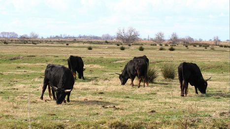 Camargue : loin des images d'épinal, l'elevage extensif souffre d'un manque de reconnaissance   | Camargue Nature | Scoop.it