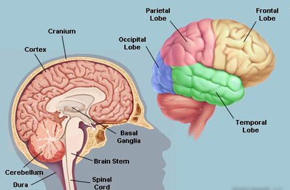 Forgetting is key to your brain’s capacity to remember | Linguistics & Language Neurology | Scoop.it
