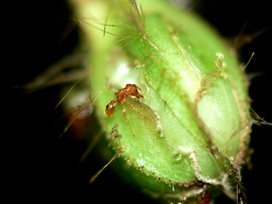 Identification d'un mécanisme de sanction entre des fourmis et leurs plantes hôtes | EntomoNews | Scoop.it