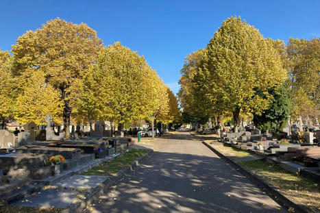 Nancy : zéro-phyto dans les cimetières depuis deux ans, "le résultat est très intéressant" | veille territoriale | Scoop.it