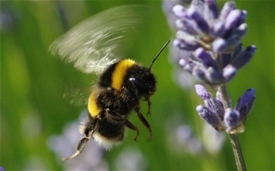 Cities could save bees | Gardening Life | Scoop.it