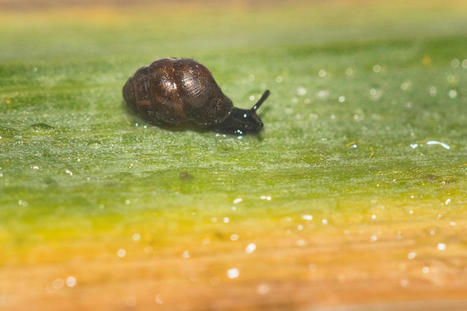 FAUNA - Observatoire de la faune sauvage de Nouvelle-Aquitaine | Biodiversité | Scoop.it