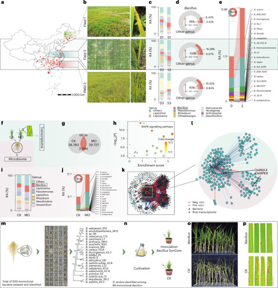 Rice roots recruit Bacillus via the secretion o...