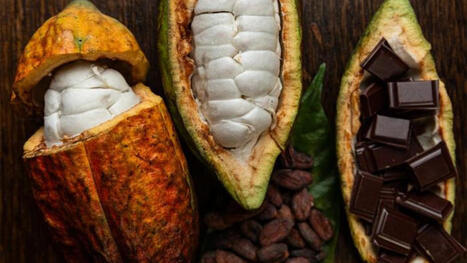 Un estudio revela c&oacute;mo las comunidades microbianas transforman el cacao para un chocolate m&aacute;s delicioso | Mi Caj&oacute;n de Ideas | Scoop.it