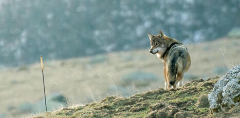 Malgré les plans loup successifs, une cohabitation toujours délicate dans les Alpes du Sud | Elevage et société | Scoop.it