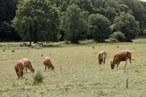 Une association européenne des viandes de ruminants est créée | Actualité Bétail | Scoop.it