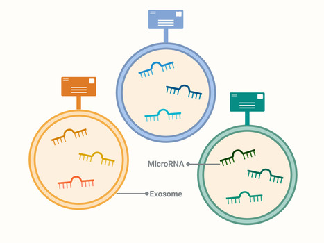 microRNA-Based Liquid Biopsy Detects Early Pancreatic Cancer - NCI | Laboratory Medicine | Scoop.it