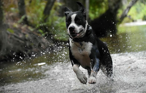 Les chiens polluent les rivières pendant des semaines à cause de leurs traitements anti-puces | Planète DDurable | Scoop.it