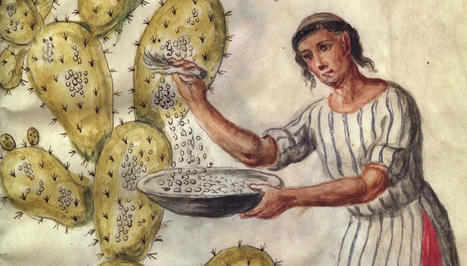 Le rapt de la cochenille mexicaine | Pour la Science | Insect Archive | Scoop.it