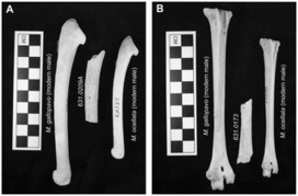 PLoS ONE: Earliest Mexican Turkeys (Meleagris gallopavo) in the Maya Region: Implications for Pre-Hispanic Animal Trade and the Timing of Turkey Domestication | Archaeology Articles and Books | Scoop.it