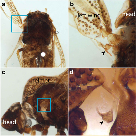 30 - ... une paire d’ailes modifiées | EntomoScience | Scoop.it