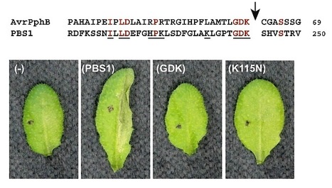Science: Cleavage of Arabidopsis PBS1 by a Bacterial Type III Effector | Plants and Microbes | Scoop.it