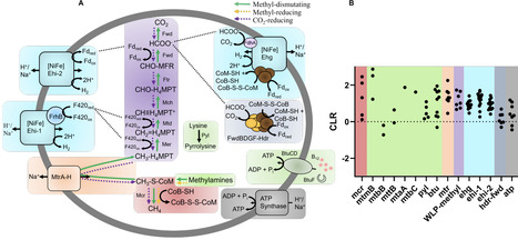 Cultivation of Methanonezhaarchaeia, the third class of methanogens within the phylum Thermoproteota | Brvm | RMH | Scoop.it