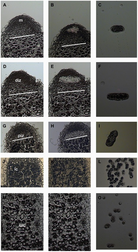 Cell- and Tissue-Specific Transcriptome Analyses of Medicago truncatula Root Nodules. | Plant-Microbe Symbiosis | Scoop.it