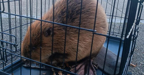 Kembs. &Eacute;gar&eacute; dans un lotissement, un castor est sauv&eacute; par la Brigade verte | Alsace Actu | Scoop.it