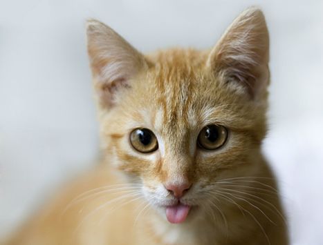 Want to Be More Productive? Watch Some Cute Cat Videos | Science News | Scoop.it