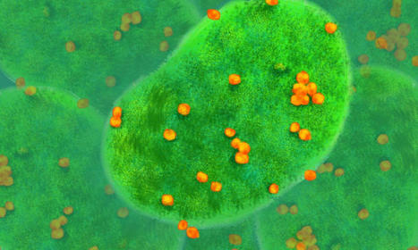Découverte du premier "virovore", un organisme qui se nourrit de virus | Les Colocs du jardin | Scoop.it