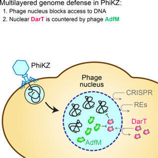 The phage nucleus synergizes with an anti-defense protein to resist bacterial immunity | crep | RMH | Scoop.it