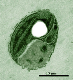 Circadian clock without the need of DNA | Amazing Science | Scoop.it