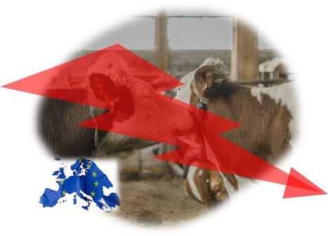 La chute du cheptel français risque de limiter la production des industries de la viande | Lait de Normandie... et d'ailleurs | Scoop.it