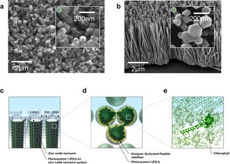 How to create ultra-low-cost solar cells from agricultural waste | Amazing Science | Scoop.it
