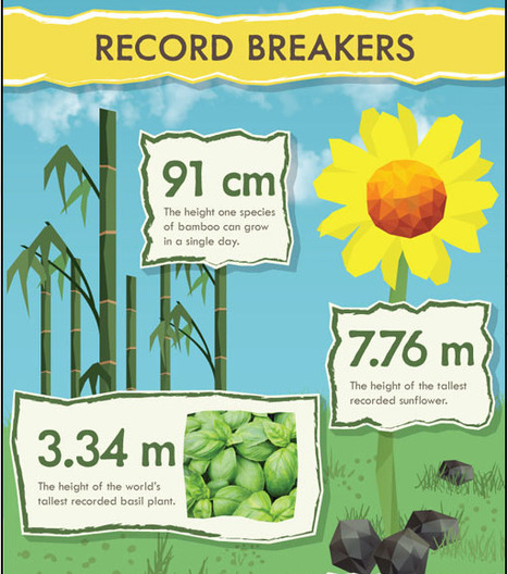50 Insane Facts About Plants - Infographic | Eclectic Technology | Scoop.it