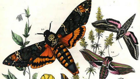 De la fascination des insectes sur les savants | Insect Archive | Scoop.it