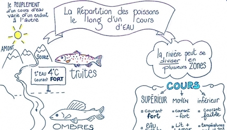 Le sketchnoting, une m&eacute;thode visuelle pour apprendre vos&nbsp;cours | French Authentic Texts | Scoop.it