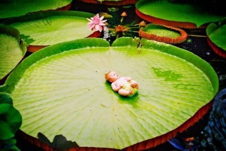 The Giant Amazon Water Lily | Gardening Life | Scoop.it