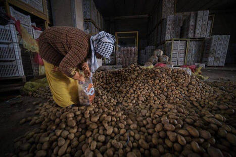 Le LIBAN a connu des exc&eacute;dents de fruits en 2025, mais reste d&eacute;pendant des imports de bl&eacute; | MED-Amin network | Scoop.it