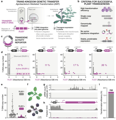 Rational design of T-DNA vectors enables predictable, single-copy integration in Arabidopsis thaliana | brvt | RMH | Scoop.it