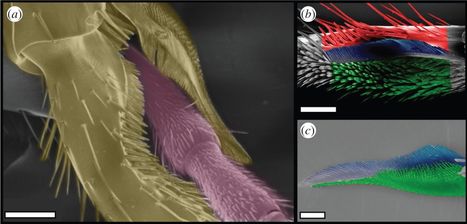 Zoom microscopique sur l’incroyable nettoyeur d’antennes multifonction de la fourmi - GuruMeditation | EntomoScience | Scoop.it