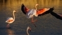 Article - Representing the Greater Flamingo in Southern France: A semantic analysis of newspaper articles showing change over time | Tour du Valat | Camargue Nature | Scoop.it