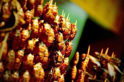 À quand des insectes dans nos assiettes? | Economie Responsable et Consommation Collaborative | Scoop.it