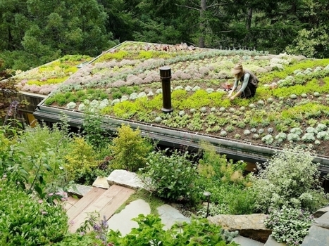 Créer une toiture végétalisée avec du Sedum, mode d'emploi ! | Build Green, pour un habitat écologique | Scoop.it