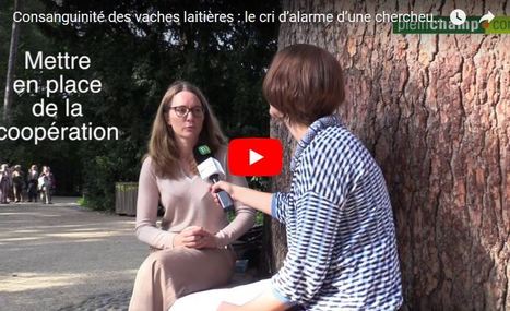 Consanguinité des vaches laitières : le cri d’alarme d’une chercheuse | Actualités de l'élevage | Scoop.it