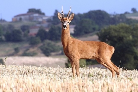 Les activités humaines impactent la mobilité des mammifères - INRA | Biodiversité | Scoop.it