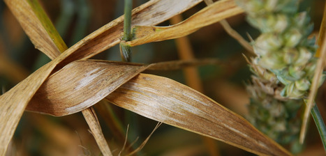 Le facteur d'avirulence AvrStb9 du champignon pathogène Zymoseptoria tritici code pour une protéine sécrétée de type protéase | Life Sciences Université Paris-Saclay | Scoop.it