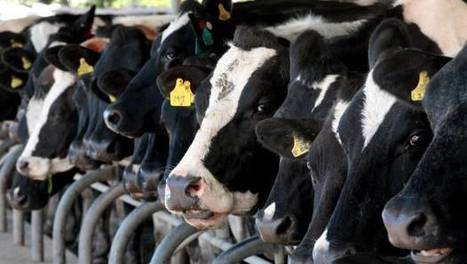 What's gone wrong with New Zealand farming? | Lait de Normandie... et d'ailleurs | Scoop.it