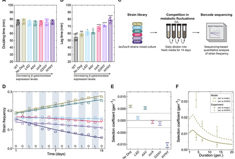 Gene regulation, phenotypic memory, and selection in fluctuating environments | Brvm | RMH | Scoop.it