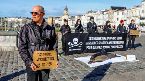 La justice exige que l'Etat mette en place "un plan national d'actions" pour prot&eacute;ger les c&eacute;tac&eacute;s dans le Golfe de Gascogne &ndash; | Revue de presse C&eacute;tac&eacute;s | Scoop.it