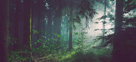 For&ecirc;ts : une &eacute;tude de l&rsquo;ONU appelle &agrave; une approche politique holistique pour atteindre les objectifs climatiques | ECOLOGIE - ENVIRONNEMENT | Scoop.it